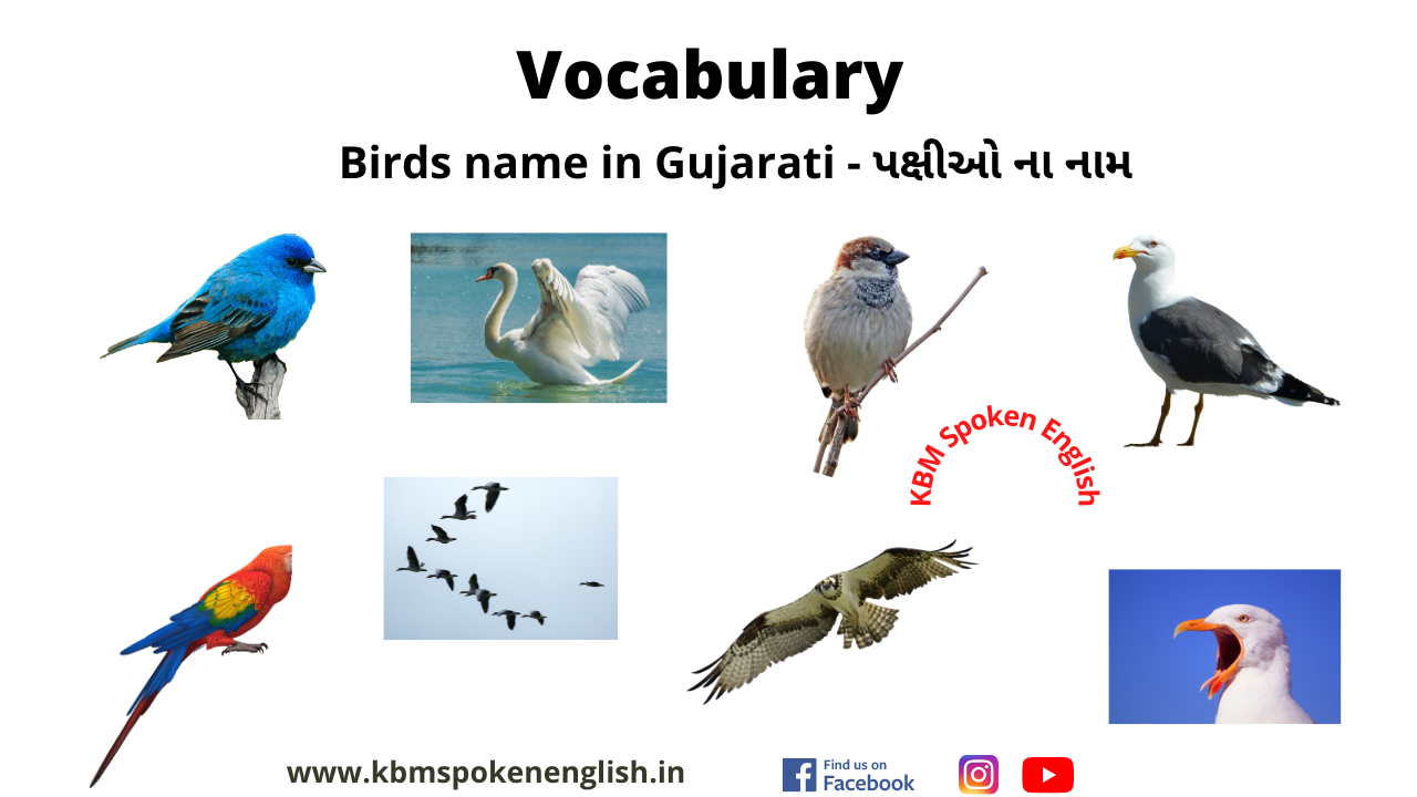 birds-name-in-gujarati-kbm-spoken-english